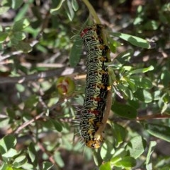 Phalaenoides glycinae (Grapevine Moth) at Theodore, ACT - 7 Dec 2020 by Shazw