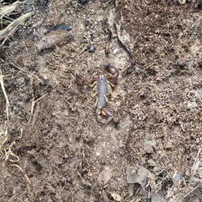 Urodacus manicatus (Black Rock Scorpion) at Theodore, ACT - 6 Dec 2020 by Shazw