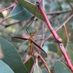 Leptotarsus (Macromastix) sp. (genus & subgenus) (Unidentified Macromastix crane fly) at Theodore, ACT - 6 Dec 2020 by Shazw