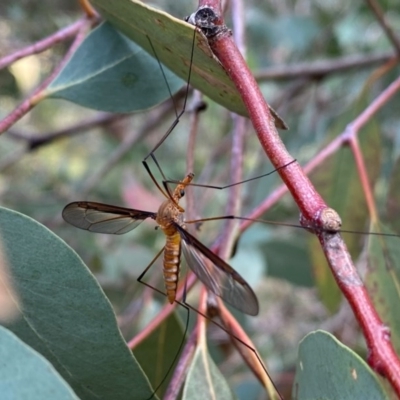 Leptotarsus (Macromastix) sp. (genus & subgenus) (Unidentified Macromastix crane fly) at Theodore, ACT - 7 Dec 2020 by Shazw