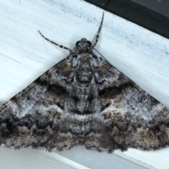 Gastrinodes argoplaca (Cryptic Bark Moth) at Ainslie, ACT - 6 Dec 2020 by jb2602