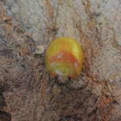 Paropsisterna hectica (A leaf beetle) at Conder, ACT - 1 Dec 2020 by MichaelBedingfield