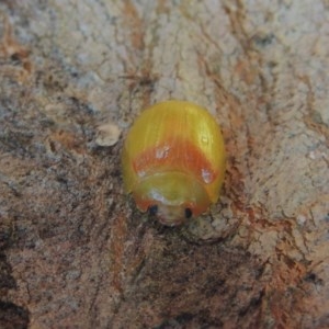 Paropsisterna hectica at Conder, ACT - 1 Dec 2020