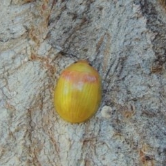 Paropsisterna hectica at Conder, ACT - 1 Dec 2020