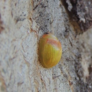 Paropsisterna hectica at Conder, ACT - 1 Dec 2020