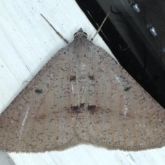 Isturgia penthearia (Delta Geometrid) at Ainslie, ACT - 6 Dec 2020 by jbromilow50