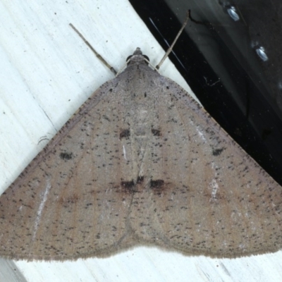 Isturgia penthearia (Delta Geometrid) at Ainslie, ACT - 6 Dec 2020 by jb2602