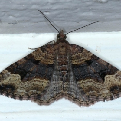 Epyaxa subidaria (Subidaria Moth) at Ainslie, ACT - 6 Dec 2020 by jb2602