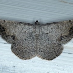 Taxeotis intextata (Looper Moth, Grey Taxeotis) at Ainslie, ACT - 6 Dec 2020 by jbromilow50