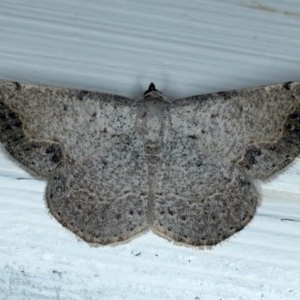 Taxeotis intextata at Ainslie, ACT - 6 Dec 2020