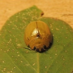 Paropsisterna cloelia (Eucalyptus variegated beetle) at Point Hut to Tharwa - 6 Dec 2020 by michaelb