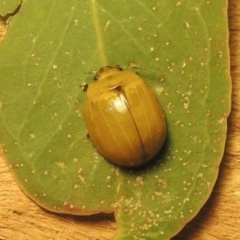 Paropsisterna cloelia at Paddys River, ACT - 6 Dec 2020