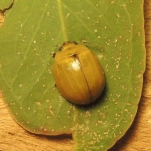 Paropsisterna cloelia at Paddys River, ACT - 6 Dec 2020