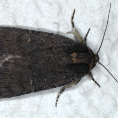 Proteuxoa provisional species 3 at Ainslie, ACT - 6 Dec 2020 by jb2602