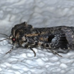 Thoracolopha verecunda (A Noctuid moth (Acronictinae)) at Ainslie, ACT - 6 Dec 2020 by jb2602