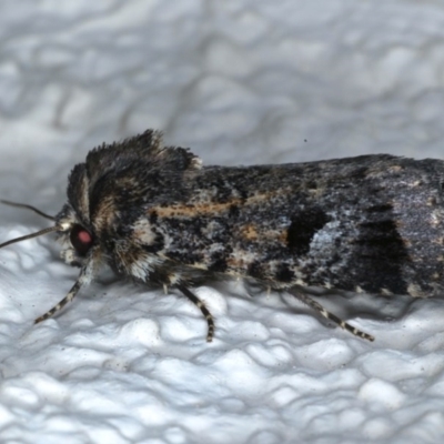 Thoracolopha verecunda (A Noctuid moth (Acronictinae)) at Ainslie, ACT - 6 Dec 2020 by jbromilow50