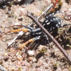 Nyssus coloripes (Spotted Ground Swift Spider) at Conder, ACT - 3 Nov 2020 by MichaelBedingfield