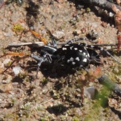 Nyssus coloripes at Conder, ACT - 3 Nov 2020