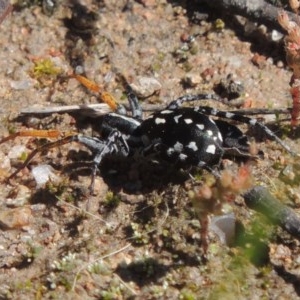 Nyssus coloripes at Conder, ACT - 3 Nov 2020