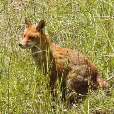 Vulpes vulpes (Red Fox) at Lions Youth Haven - Westwood Farm - 6 Dec 2020 by HelenCross