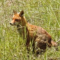 Vulpes vulpes (Red Fox) at Kambah, ACT - 6 Dec 2020 by HelenCross