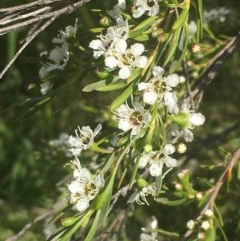 Kunzea ericoides (Burgan) at Weetangera, ACT - 6 Dec 2020 by JaneR