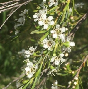 Kunzea ericoides at Weetangera, ACT - 6 Dec 2020 05:24 PM