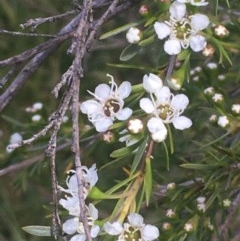 Kunzea ericoides at Weetangera, ACT - 6 Dec 2020 05:24 PM