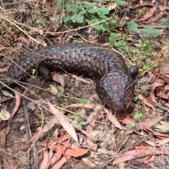 Tiliqua rugosa (Shingleback Lizard) at Bonner, ACT - 7 Dec 2020 by Jenny54