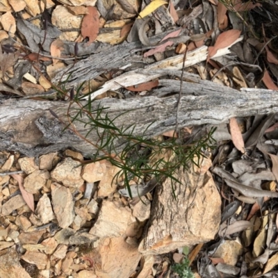 Cheiranthera linearis (Finger Flower) at Forde, ACT - 7 Dec 2020 by Jenny54