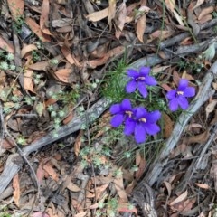 Cheiranthera linearis at Forde, ACT - 7 Dec 2020