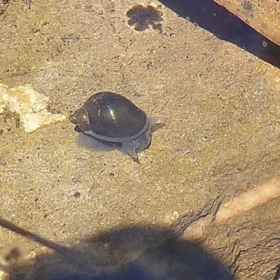 Austropeplea sp. (genus) (Freshwater snail) at Bolaro, NSW - 25 Nov 2020 by DavidMcKay