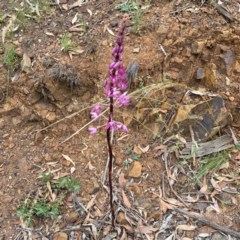 Dipodium punctatum at Karabar, NSW - suppressed