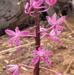 Dipodium punctatum at Karabar, NSW - suppressed