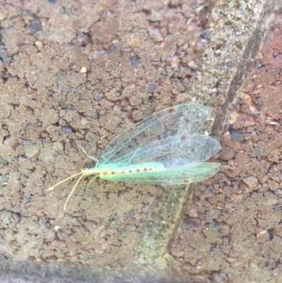 Norfolius howensis (Diamond-banded Nymphid) at Sullivans Creek, Lyneham South - 7 Dec 2020 by Ned_Johnston