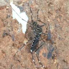 Aedes (Rampamyia) notoscriptus (Striped Mosquito) at Sullivans Creek, Lyneham South - 7 Dec 2020 by Ned_Johnston