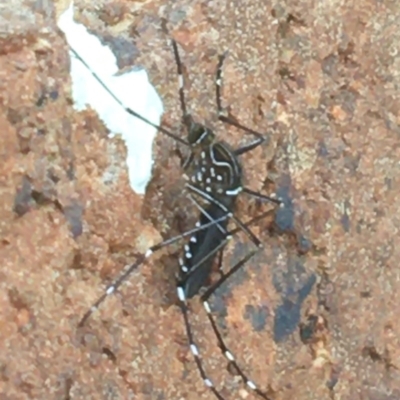 Aedes (Rampamyia) notoscriptus (Striped Mosquito) at Sullivans Creek, Lyneham South - 7 Dec 2020 by Ned_Johnston