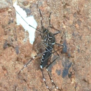 Aedes (Rampamyia) notoscriptus at Lyneham, ACT - 7 Dec 2020