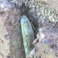 Oecophoridae (family) (Unidentified Oecophorid concealer moth) at Sullivans Creek, Lyneham South - 7 Dec 2020 by Ned_Johnston