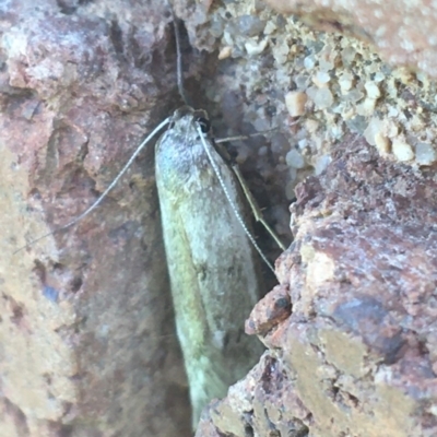 Oecophoridae (family) (Unidentified Oecophorid concealer moth) at Lyneham, ACT - 7 Dec 2020 by NedJohnston