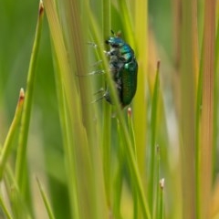 Diphucephala elegans (Green scarab beetle) at Namadgi National Park - 24 Nov 2020 by EPSDDContent