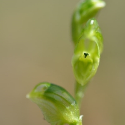 Hymenochilus cycnocephalus (Swan greenhood) at Wamboin, NSW - 1 Oct 2020 by natureguy