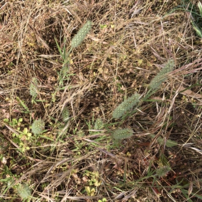 Trifolium angustifolium (Narrowleaf Clover) at Hughes Garran Woodland - 7 Dec 2020 by ruthkerruish