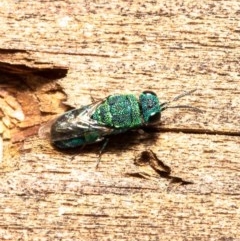 Primeuchroeus sp. (genus) (Cuckoo Wasp) at Macgregor, ACT - 7 Dec 2020 by Roger