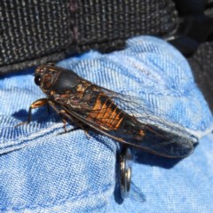 Yoyetta australicta (Southern Ticking Ambertail) at Chifley, ACT - 5 Dec 2020 by MatthewFrawley