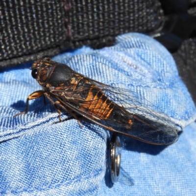 Yoyetta australicta (Southern Ticking Ambertail) at Chifley, ACT - 6 Dec 2020 by MatthewFrawley