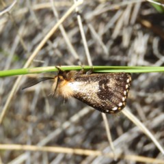 Epicoma contristis (Yellow-spotted Epicoma Moth) at Kambah, ACT - 5 Dec 2020 by MatthewFrawley