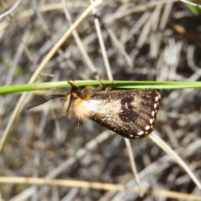 Epicoma contristis (Yellow-spotted Epicoma Moth) at Mount Taylor - 5 Dec 2020 by MatthewFrawley