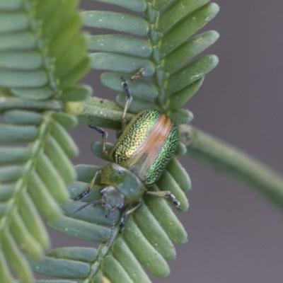 Calomela parilis (Leaf beetle) at Goorooyarroo NR (ACT) - 7 Nov 2020 by AlisonMilton
