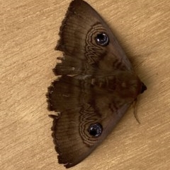 Dasypodia selenophora (Southern old lady moth) at Deakin, ACT - 25 Nov 2020 by AdventureGirl